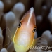 anemonefish_pink_bh_h_0292_pal0982.jpg